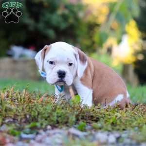 Max, Beabull Puppy